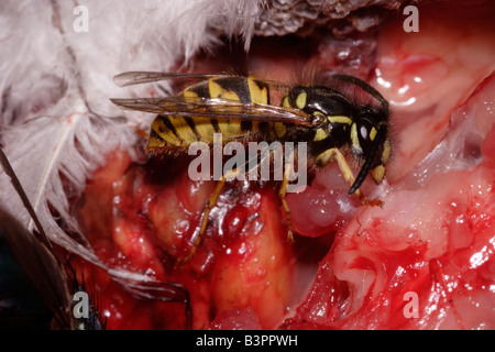 Gemeinsamen Wespe Vespula Vulgaris Vespidae mit seinen Kiefern um zu schneiden Sie Fleisch aus eine tote Taube fiel unter einem Sperber s Post zupfen Stockfoto