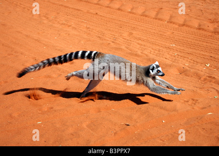 Katta (Lemur Catta), Erwachsene, laufen, Berenty Game Reserve, Madagaskar, Afrika Stockfoto