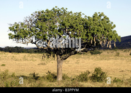 Wurst-Baum (Kigelia Africana) mit Obst, Masai Mara, Kenia, Afrika Stockfoto