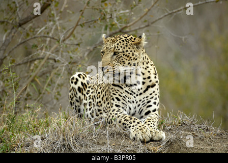 Leopard (Panthera Pardus), Erwachsene, Männlich, Sabi Sand Game Reserve, Südafrika Stockfoto