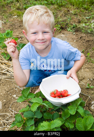 Ein Junge im Alter von vier, Erdbeeren pflücken Stockfoto