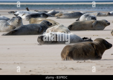 Gemeinsame und Kegelrobben auf der Sandbank, Blakeney Point, Norfolk Stockfoto