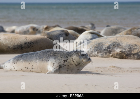 Gemeinsame und Kegelrobben auf der Sandbank, Blakeney Point, Norfolk Stockfoto