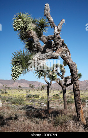 Joshua Tree (Yucca Brevifolia) mit Obst, Kalifornien, USA, Nordamerika Stockfoto