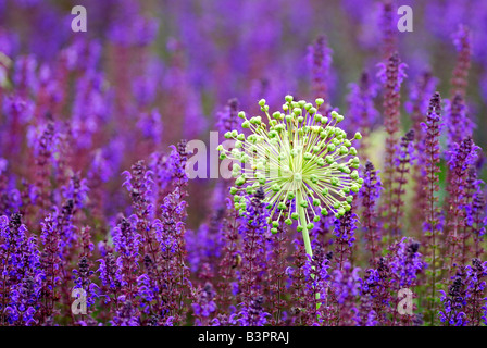 Lauch (Allium) in einem Feld von Wiese Clary oder Wiese Salbei (Salvia Pratensis), regionale Gartenschau, Ulm, Baden-Württemberg Stockfoto