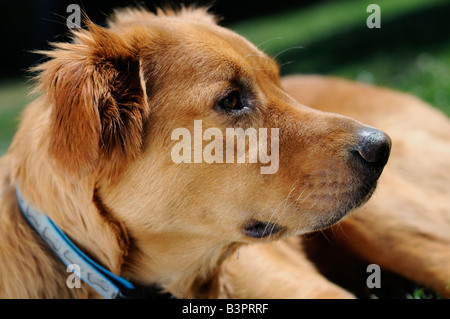 Golden Retriever an einem Sommertag in der Sonne aalen Stockfoto