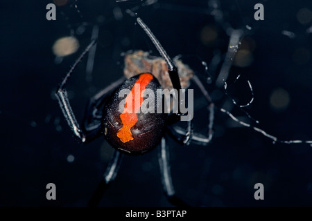 Weiblichen Redback Spinne (Latrodectus Hasselti) in Australien. derselben Art wie die amerikanische Schwarze Witwe seine Venom können Menschen zu töten. Stockfoto