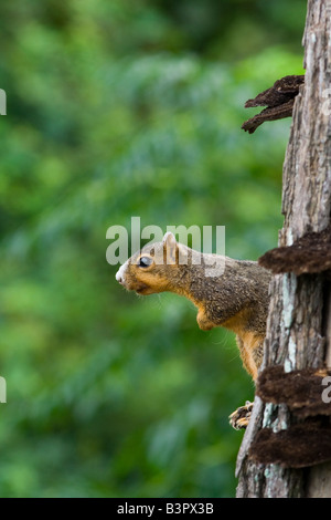 Östlichen Fuchs, Eichhörnchen Sciurus Niger Stockfoto