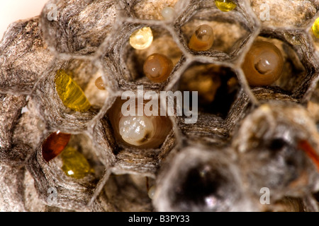 Eiern und Larven in verschiedenen Stadien der Entwicklung in das Nest der gemeinsamen Papier Wespe (Polistes Humilis). Stockfoto