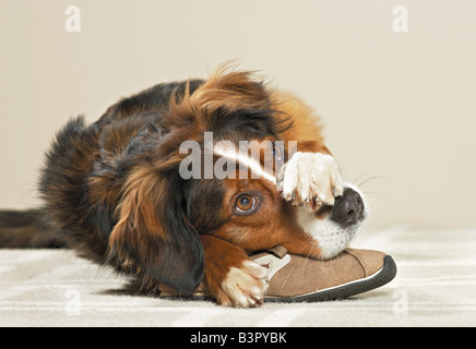 Mischlingen mit gestohlenen Schuh. Deutschland Stockfoto