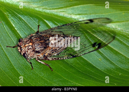 Rasiermesser Grinder Zikade (Henicopsaltria Eydouxii), nur in Ost-Australien in großer Zahl auf Eukalyptus-Bäume gefunden. Stockfoto