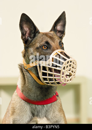 Malinois mit Maulkorb / Stockfoto