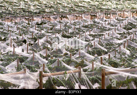 Weinreben unter netting Stockfoto