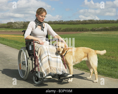 Frau im Rollstuhl mit Labrador Retriever / Stockfoto