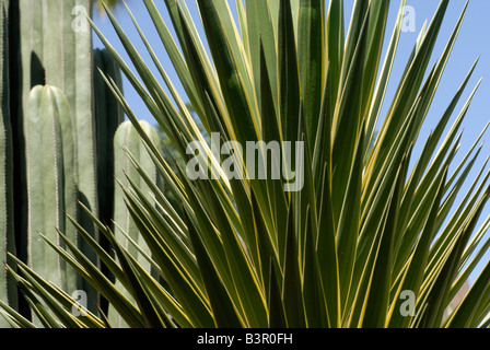 Majorelle Gradens Marrakesch exotischen Pflanzen Catus blau grün Reisen Marrakesch Nordafrika YSl Asche im Garten Stockfoto