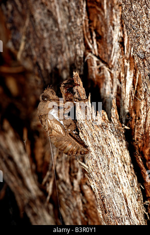 Nymphal Schale (Exuviae) von einer kürzlich geschlüpften australische Zikade auf einem Baumstamm. Stockfoto