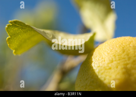 Zitronen wachsen am Baum gegen blauen Himmel Stockfoto