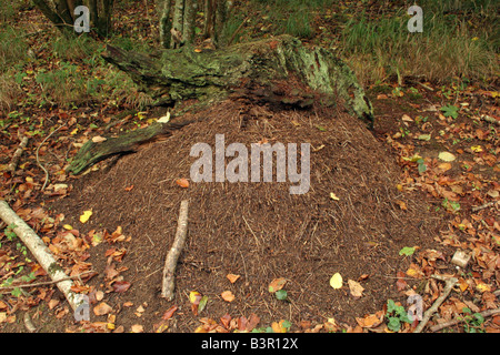 Nest der Waldameise Formica Rufa im Wald UK Stockfoto