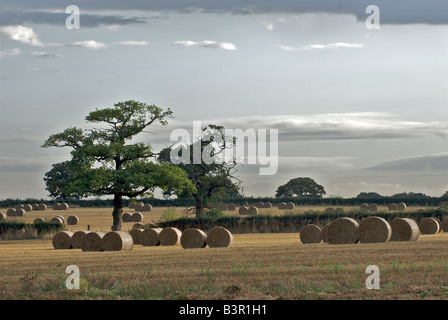 Ernten auf dem Landgut Tatton in Knutsford, Cheshire Stockfoto