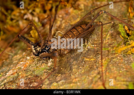 Tailless Peitsche Scorpion (Familie Amblypygi), auf einem Baum in einem Regenwald in der Nähe von Napo Fluss, Ecuador Südamerika. Stockfoto