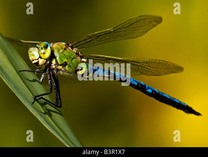 Nahaufnahme von Libelle auf Blatt Stockfoto