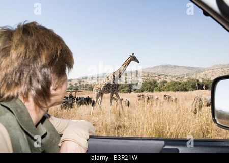 Safari-Fahrzeug mit Touristen, Blick auf Giraffen, Glen Afrique, Gauteng, Südafrika Stockfoto