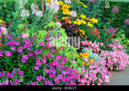 STÄDTISCHE ANNEHMLICHKEIT ANPFLANZUNGEN IN LOCHES INDRE ET LOIRE 37 MIT CLEOME HASSLERIANA RUDBECKIA HIRTA PETUNIEN FRAMEWORKS UND LAMPENPUTZERGRAS Stockfoto