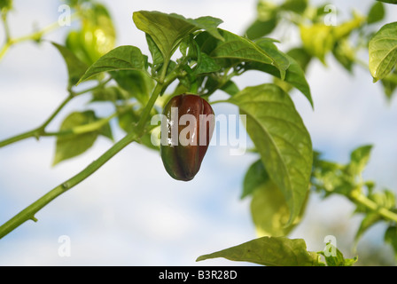 Fast reif Schokolade Scotch bonnet Stockfoto