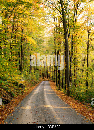 HERBST BLICK AUF KALTEN RUN ROAD IN DER NÄHE VON CANYON VISTA OVERLOOK, WORLDS END STATE PARK, PENNSYLVANIA, USA Stockfoto
