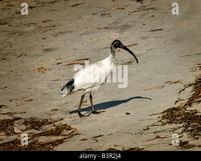 Australische White Ibis Threskiornis Molukken in der Zucht Gefieder am Wattenmeer Stockfoto