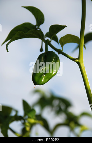 Schokolade Scotch Bonnet Pflanze Stockfoto