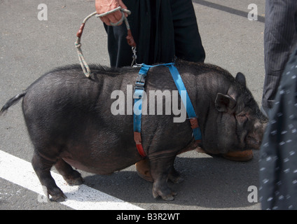 Spanisch Mann zu Fuß schwarzen Schwein an der Leine im Fiesta del Pino in Teror auf Gran Canaria auf den Kanarischen Inseln. Stockfoto