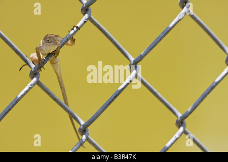 Kleine braune Eidechse klammerte sich an Drahtzaun Stockfoto