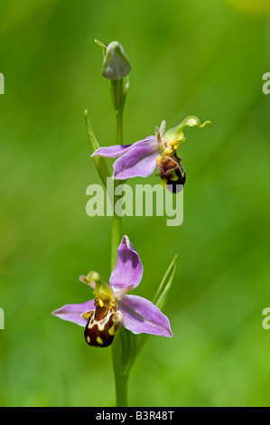 Biene Orchidee: Ophrys Apifera. Surrey England. Juni Stockfoto