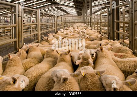 Verkauf von Cheviot Frühjahr Lämmer in Dingwall Mart, Schottland Stockfoto