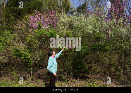 Blühende Bäume Stockfoto