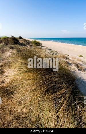 Dünen und Strand des Naturschutzgebietes von L Albufera Valencia, Spanien Stockfoto