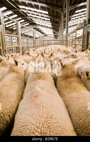 Verkauf von Cheviot Frühjahr Lämmer in Dingwall Mart, Schottland Stockfoto