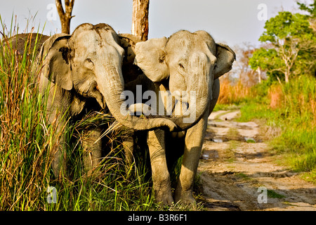 Zwei aggressive Elefanten überqueren einen Forstweg in Kaziranga Nationalpark Stockfoto