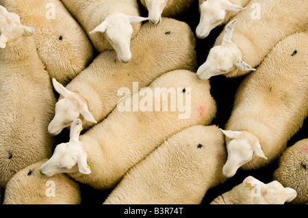 Verkauf von Cheviot Frühjahr Lämmer in Dingwall Mart, Schottland Stockfoto