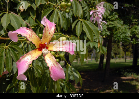 Nahaufnahme der Blüte auf einem Floss Silk Baum oder Ceiba Speciosa im Jardin del Real Viveros in Valencia, Spanien Stockfoto