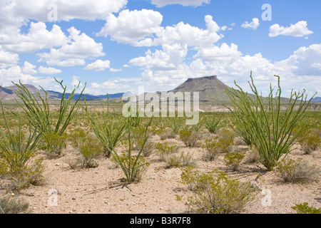 West Texas Wüstenlandschaft Stockfoto