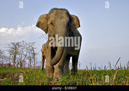Niedrigen Winkel Schuss eines weiblichen asiatischen Elefanten mit ihren Kälbern im Kaziranga Nationalpark Stockfoto