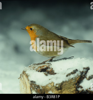 Erwachsenen Robin auf einem schneebedeckten Baumstamm im Garten Stockfoto