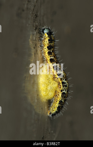 Pupal Kokons der parasitoiden Wespen Cotesia Glomerata befestigt, deren Host-Raupe Stockfoto