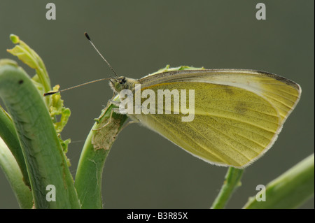 Frisch geschlüpften ausgewachsenen großen weißen Schmetterling Pieris Brassicae mit Flügeln in Ruhe gefaltet Stockfoto