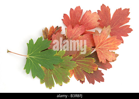 Herbst Blätter von Grün auf rot Stockfoto