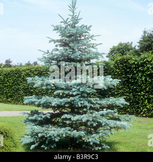 Kolorado-blaue Fichte / Picea Pungens Stockfoto