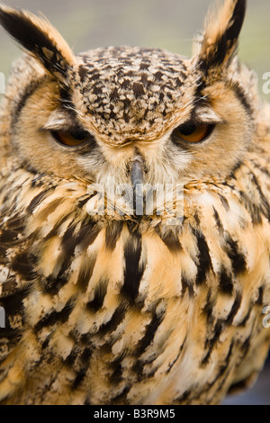 Männlich Bengal Uhu auf Länderebene zeigen, Pollok Park, Glasgow Stockfoto