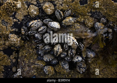 Kletten Muscheln und Algen wachsen auf einem Felsen am Meer, Largs, Ayrshire, Schottland, Großbritannien Stockfoto